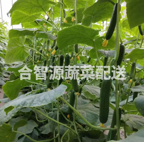 蔬菜配送供應(yīng)商